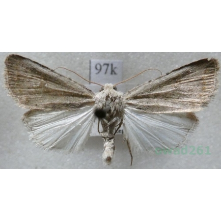 Caradrina albina Eversmann, 1848 Slovakia97k